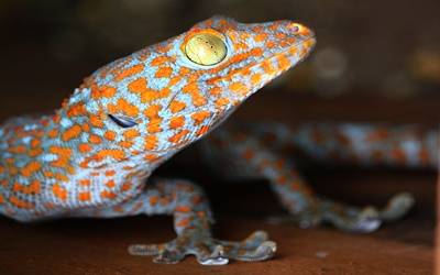 Tokay gecko lizard20170117115638_l